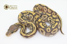 16MojaveOrangeGhostM15-80g.jpg