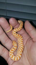 M albino het snow-1024x1820.jpg