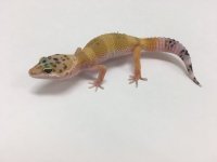 HYPO TANGERINE.jpg
