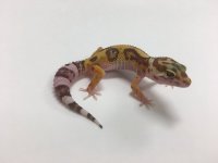 alb tremper w:y eclipse.jpg