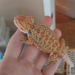 IMG_20160821_201002.jpg