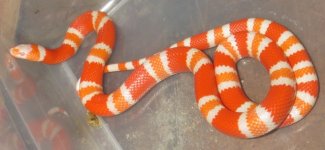 Hypo tang. albino female 50g.jpg