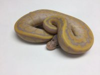 banana chocolate pinstripe male 1.jpg