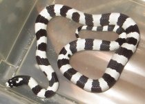 Cal King male 35g.jpg