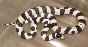 Cal King female 45g.jpg