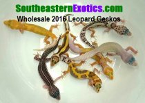 SE 2016 Wholesale Leopard Gecko Lots with Logo 7 2016.jpg