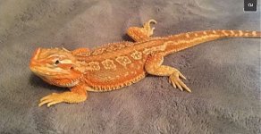 RUNT.jpg
