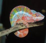 DSC_1350.jpg