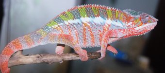 DSC_1351.jpg