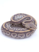 Ghost Black Pastel Cypress Honey Ball Python - Male #2016M01.jpg