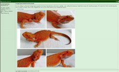 Dragon1.jpg