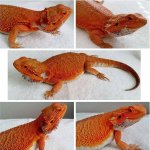 Dragon2.JPG