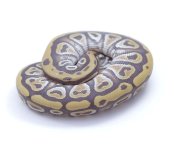 Ghost Cypress Honey Ball Python - Male #2016M01 .jpeg