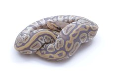 Ghost Cypress Honey Ball Python - Male #2016M02.jpeg