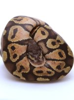 pastel scaleless head male.jpg