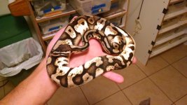 IMG_20161004_015257622.jpg