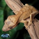 Female-Crested-Gecko-for-sale-Mi88T.jpg