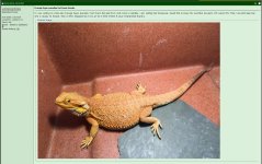 Dragon3.jpg