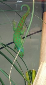 Guimbeaui Male.jpg