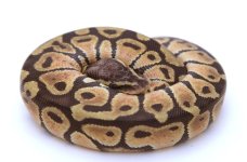pastel scaleless female.jpeg