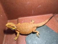 Dragon4.jpg