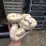 holdback.jpg
