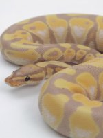 banana pastel enchi male 2015.jpg