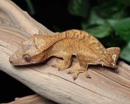 Female-Crested-Gecko-for-sale-Mi88b.jpg