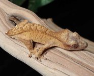 Female-Crested-Gecko-for-sale-Mi88c.jpg