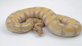 pastel banana enchi male 2015 2.jpeg