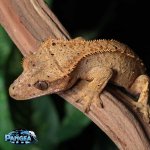 Female-Crested-Gecko-for-sale-Mi89T.jpg