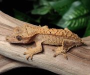 Female-Crested-Gecko-for-sale-Mi89c.jpg