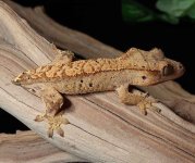Female-Crested-Gecko-for-sale-Mi89b.jpg