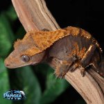 Female-Crested-Gecko-for-sale-Mi90T.jpg