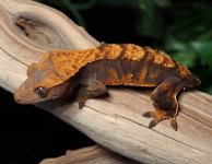 Female-Crested-Gecko-for-sale-Mi90b.jpg