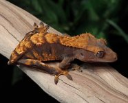 Female-Crested-Gecko-for-sale-Mi90c.jpg