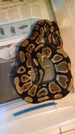 IMG_20161008_092353741.jpg
