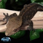 crested-gecko-Dc90T.jpg