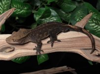 crested-gecko-Dc90a.jpg