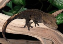 crested-gecko-Dc90c.jpg