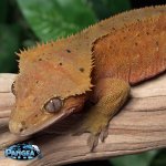 crested-gecko-Dc85t.jpg