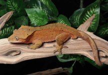 crested-gecko-Dc85b.jpg