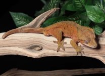 crested-gecko-Dc85c.jpg