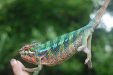 DSC_1306.jpg