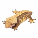 crested-gecko-for-sale.jpg