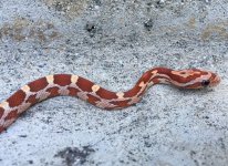 Hypo baby #4.jpg
