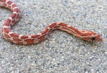 Hypo baby #8.jpg