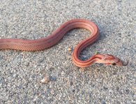 Normal stripe hatchling.jpg