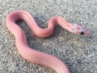 Hypo lavender stripe hatchling 1st shed.jpg