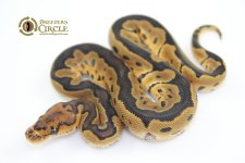 16ClownM5517-65g.jpg